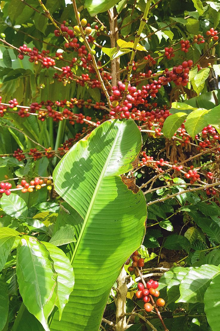 Ethiopia